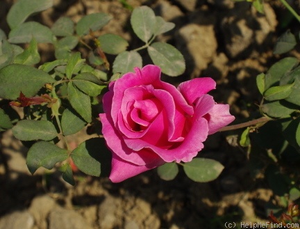 'Sahasradhara' rose photo