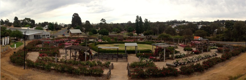 'The Kodja Place Australian Rose Maze'  photo