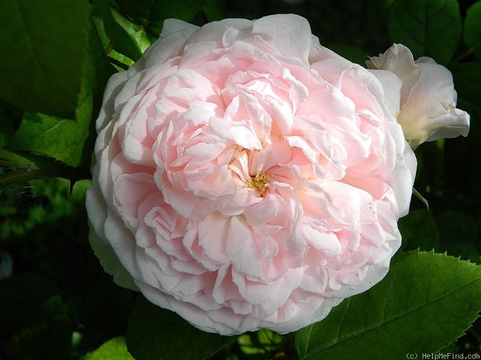 'AUSmak' rose photo