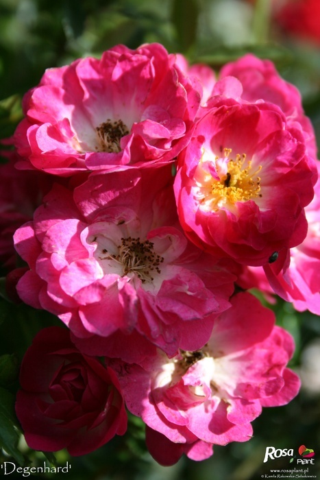 'Degenhard' rose photo