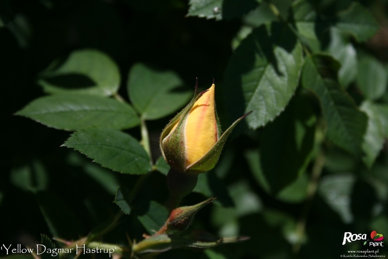 'Yellow Dagmar Hastrup' rose photo