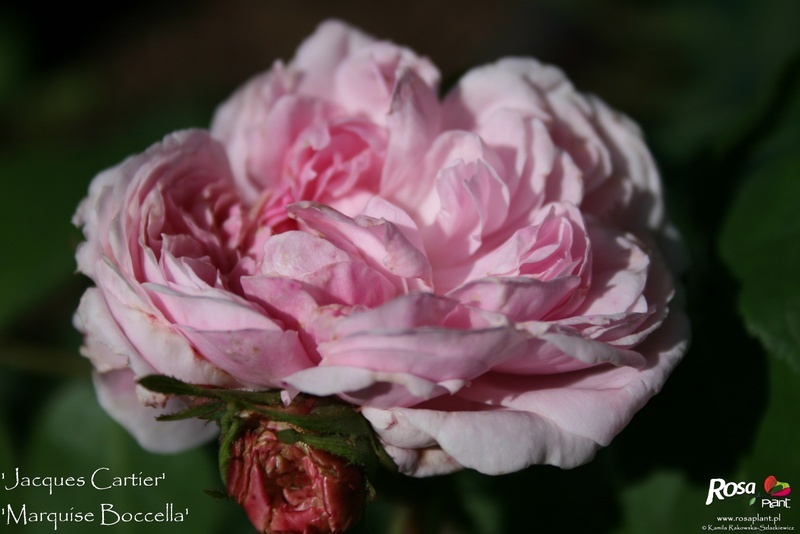 'Marquise Boccella' Rose Photo