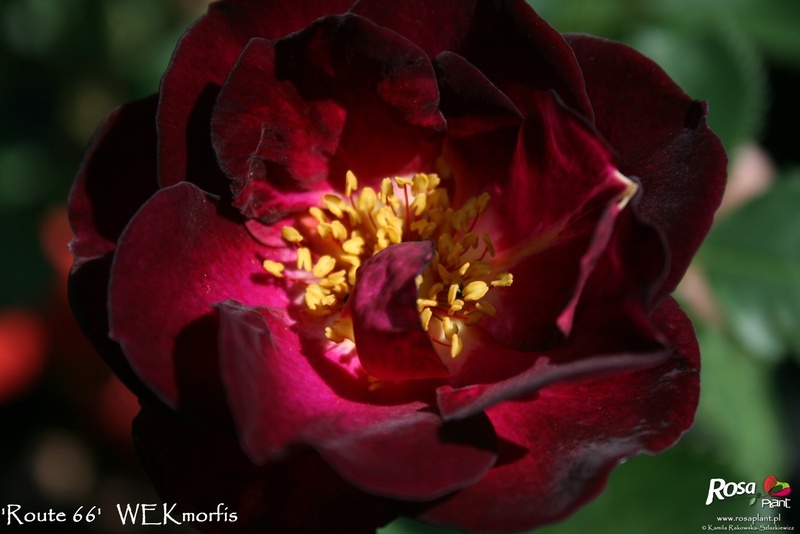 'Route 66' rose, click to enlarge 'Route 66' rose photo