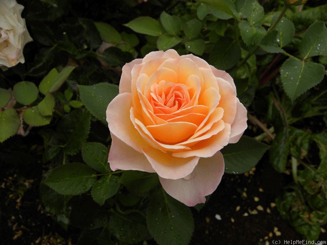 '22C-03' rose, click to enlarge '22C-03' rose photo