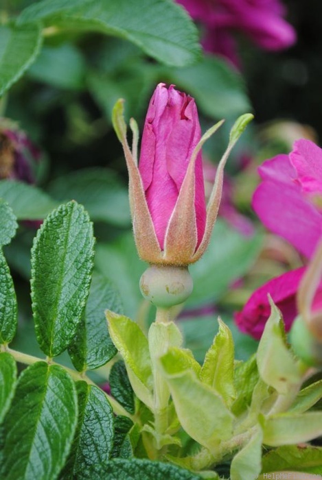'Freycinet' rose photo
