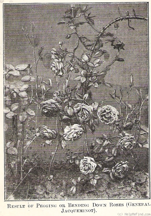 'Général Jacqueminot (Hybrid China, Laffay, 1846)' rose photo
