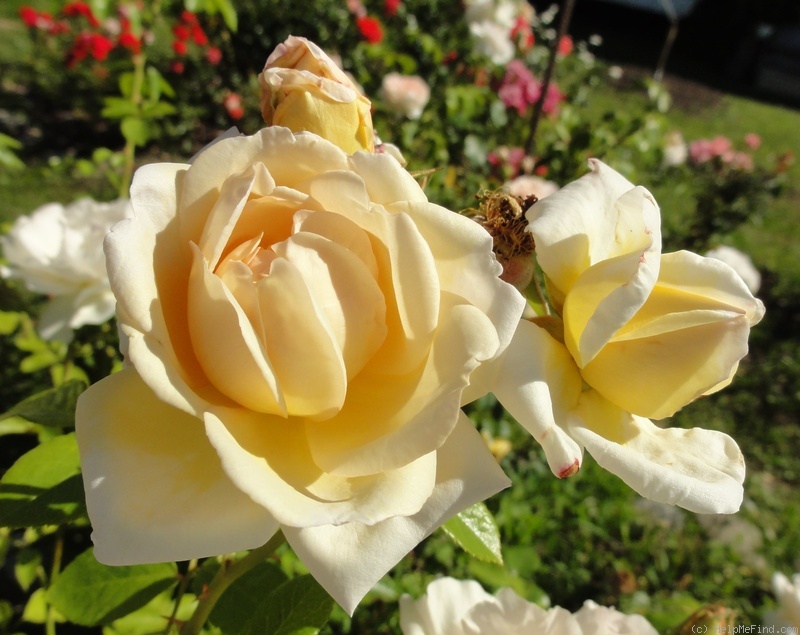 'Martine Guillot ®' rose photo