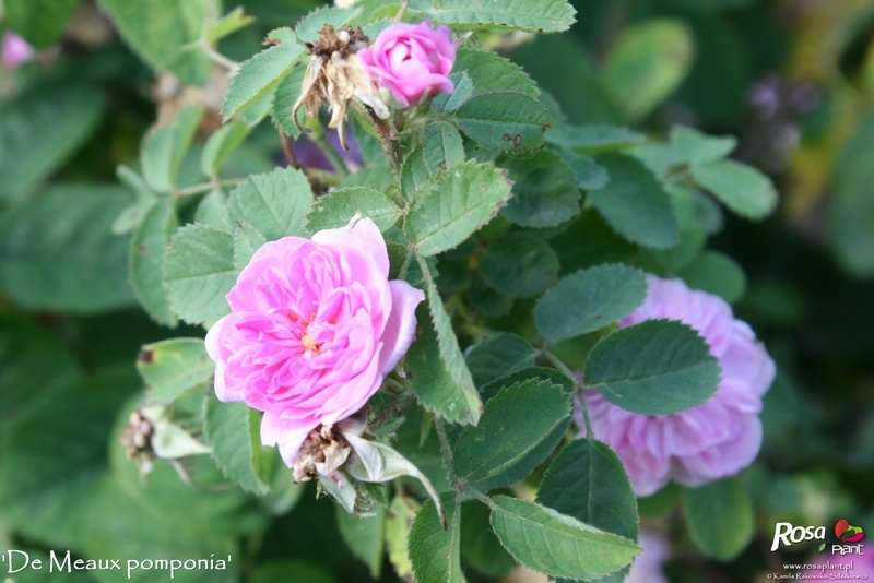 '<i>Rosa X centifolia</i> var. <i>pomponia</i> 'De Meaux'' rose photo