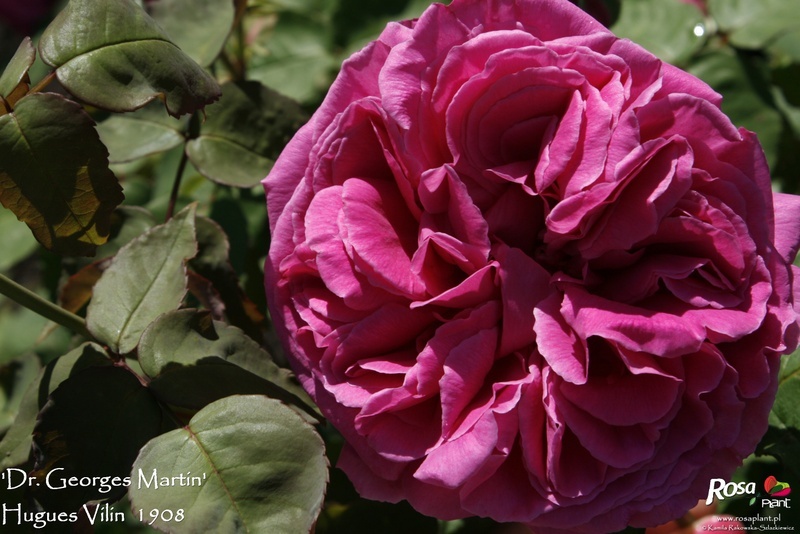 'Dr. Georges Martin' rose photo