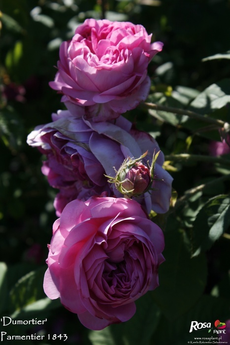 'Dumortier' rose photo