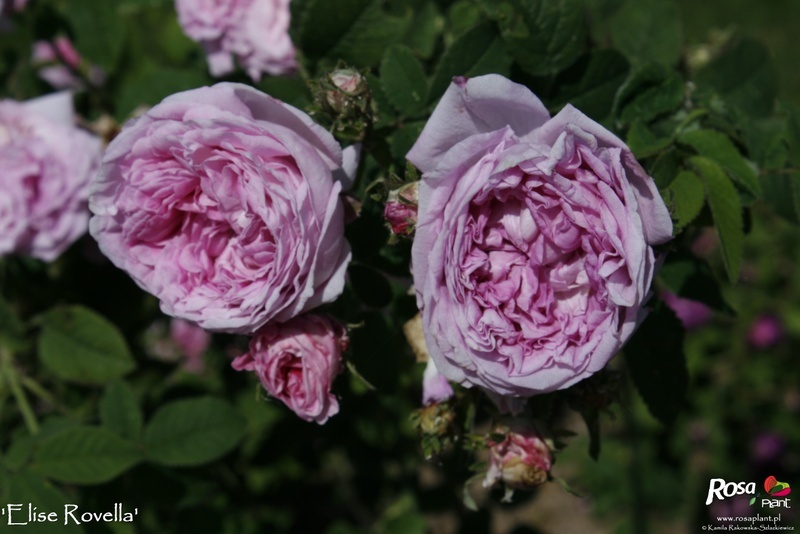 'Elise Rovella' rose photo