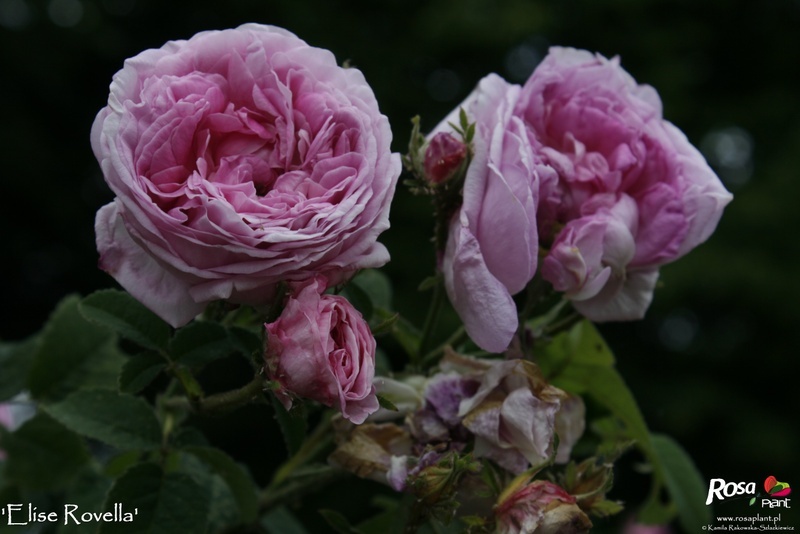 'Elise Rovella' rose photo