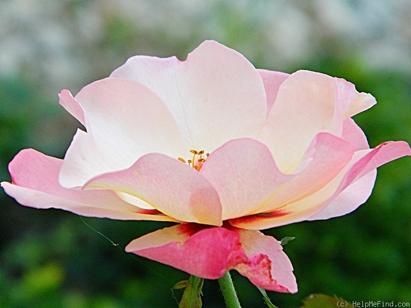 'Alissar, Princess of Phoenicia' rose photo