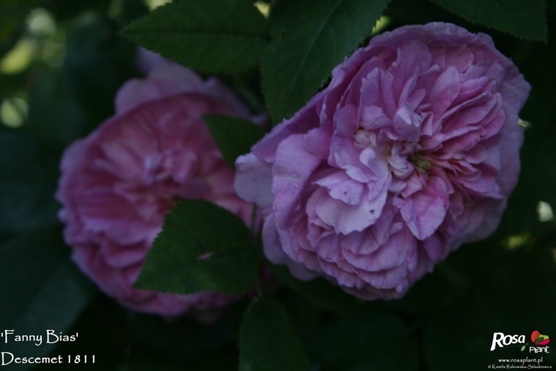 'Fanny Bias' rose photo