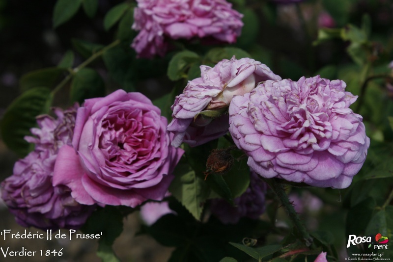 'Frédéric II de Prusse' rose photo
