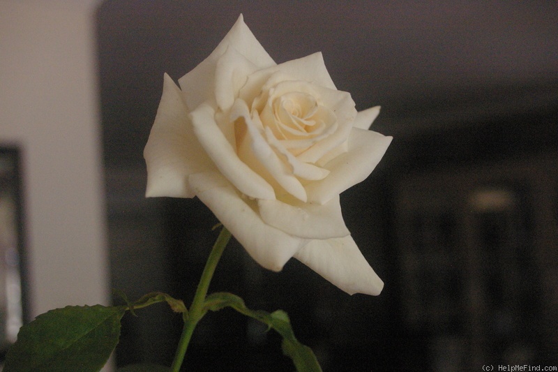 'Champagner Cl.' rose photo