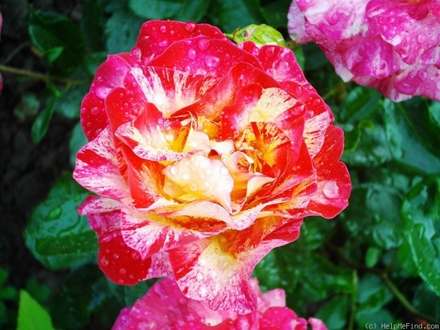 'Camile Pisarro' rose photo