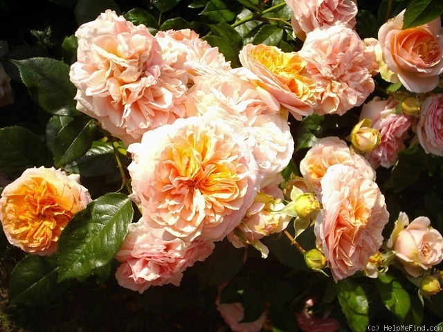 'Chippendale ®' rose photo