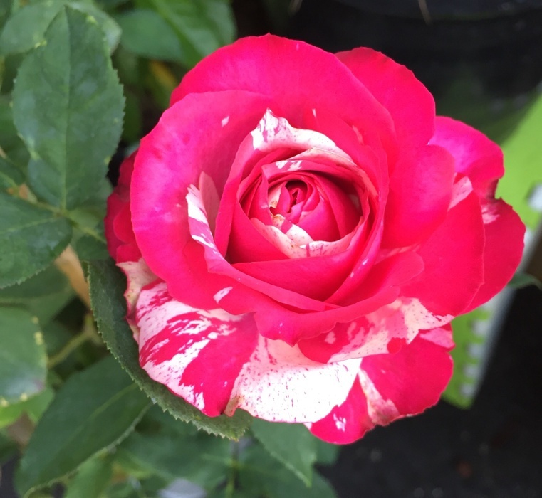 'Papageno ®' rose photo
