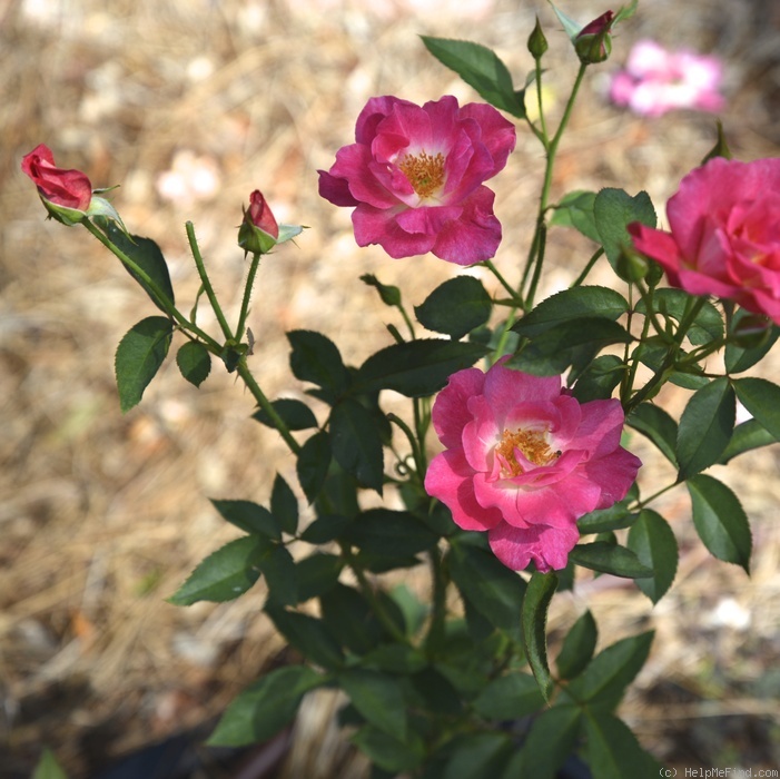 '13068 First Kiss Seedling' rose photo