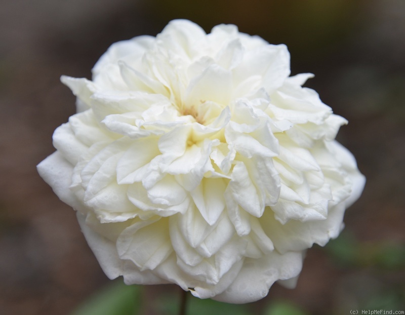 '13131 Marie Van Houtte Seedling' rose photo