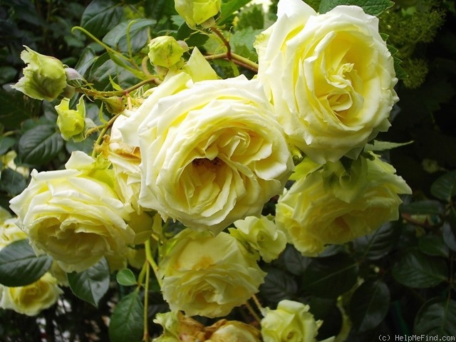 'Elfe ® (LCl, Evers/Tantau, 2000)' rose photo