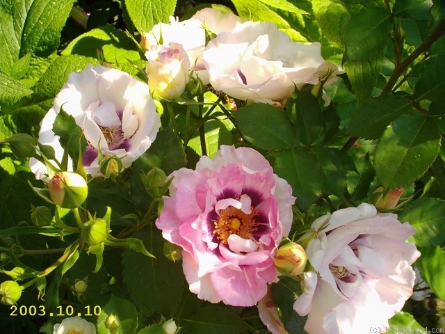'Eyes for You ®' rose photo