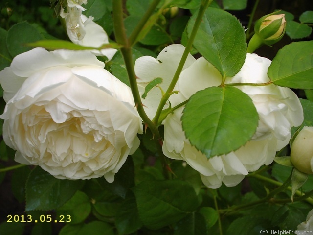 'Glamis Castle' rose photo