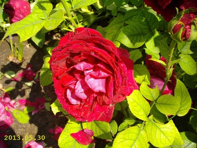 'Gospel ® (hybrid tea, Evers/Tantau, 2002/12)' rose photo