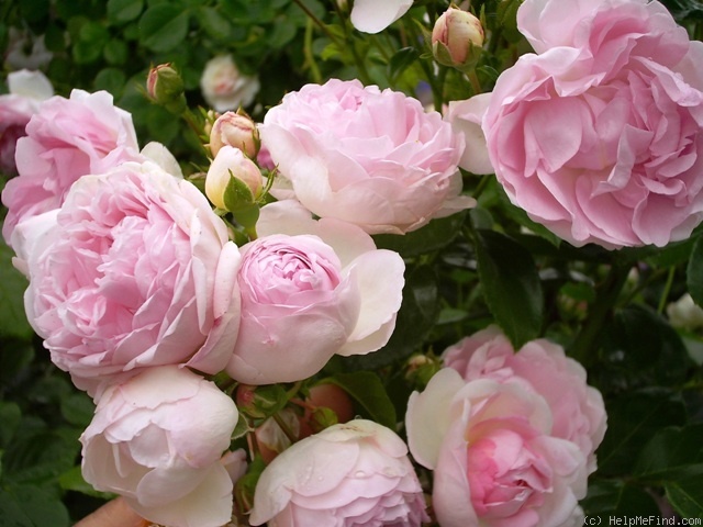 'Jasmina ™ (LCl, Kordes, 1996)' rose photo