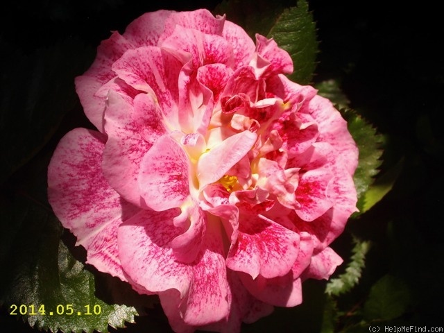 'Let's Celebrate (floribunda, Fryer, 2011)' rose photo