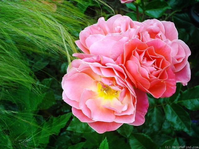 'Melusina ®' rose photo