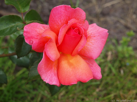 'Braveheart (floribunda, Cocker 1993)' rose photo