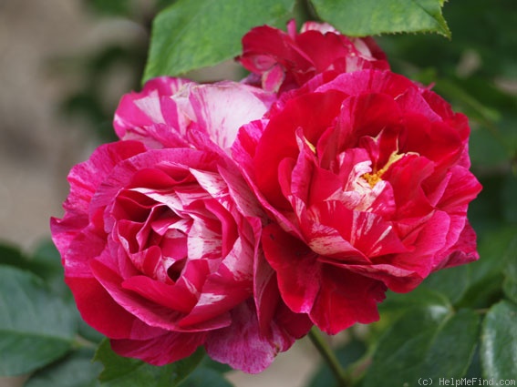 'Guy Savoy' rose photo