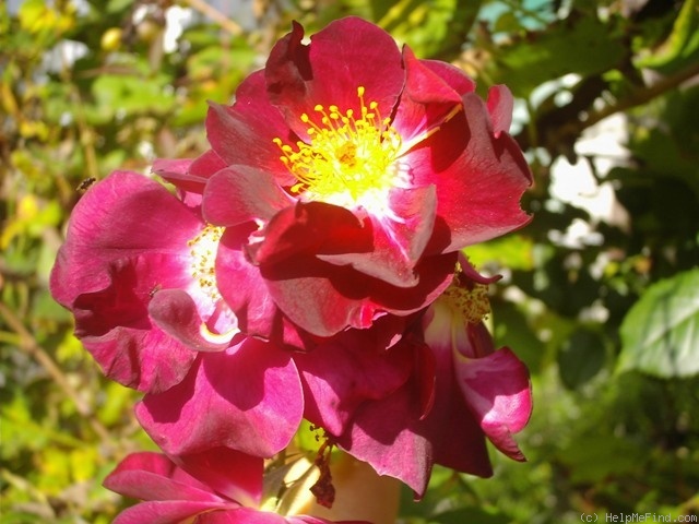 'Night Owl ™' rose photo