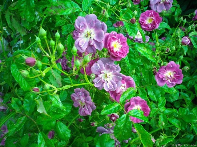 'Purple Skyliner' rose photo