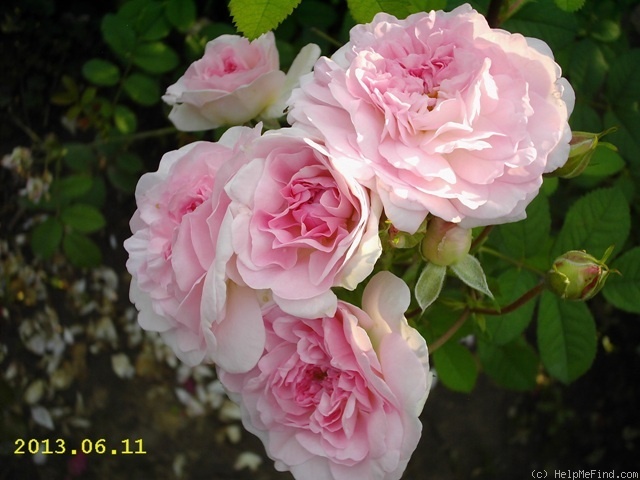 'Rosemoor ™' rose photo
