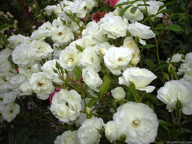 'Schneewittchen ' Rose Photo