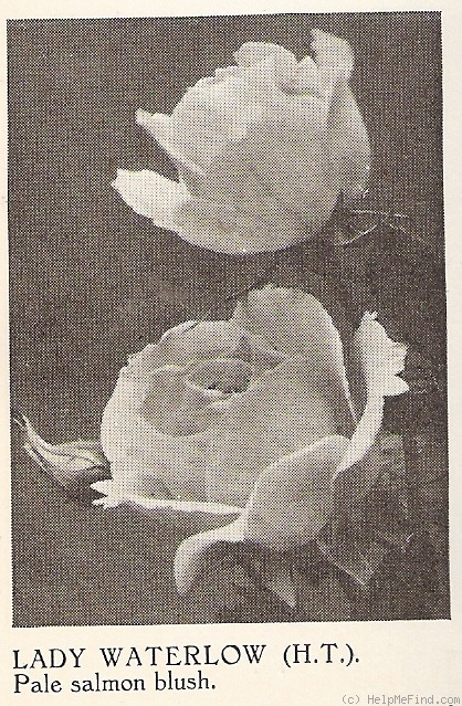 'Lady Waterlow' rose photo