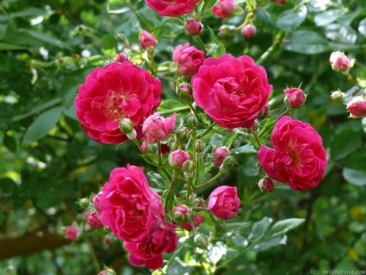 'Lilliput' rose photo