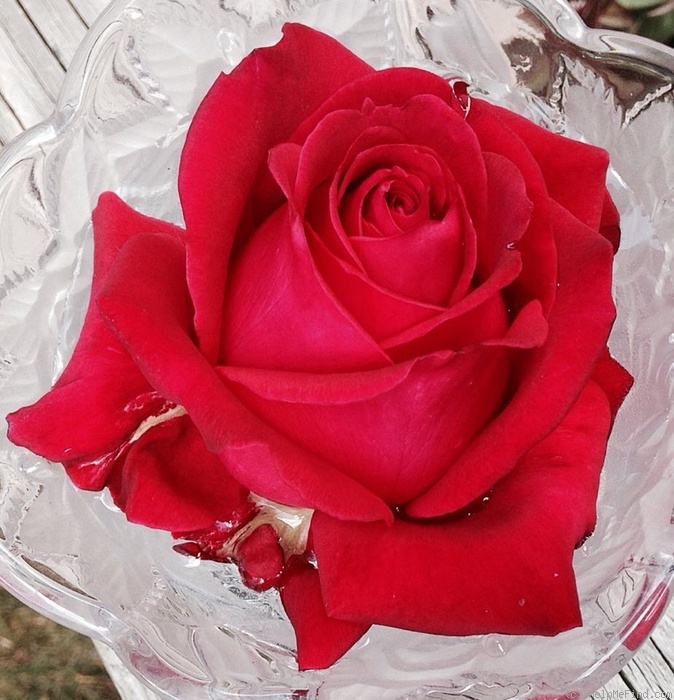 'Carolina Pride' rose photo