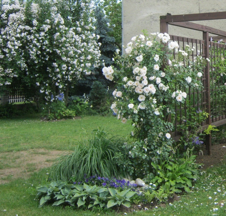 'My Garden'  photo