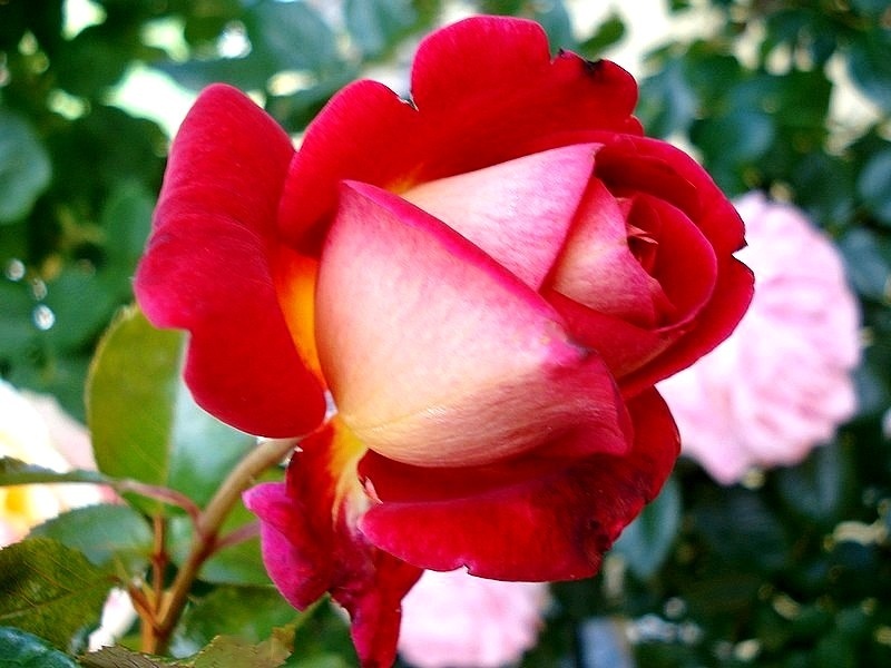 'Macha Méril ®' rose photo