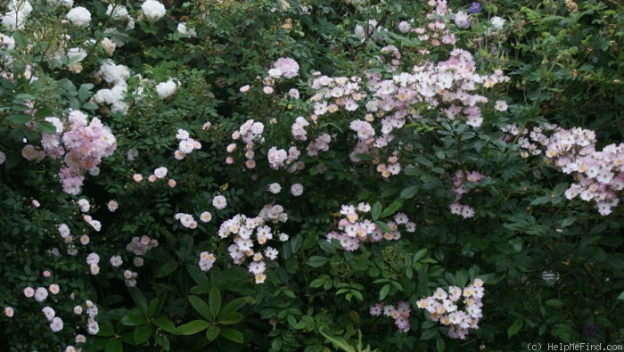 'Ballerina (hybrid musk, Bentall, 1937)' rose photo