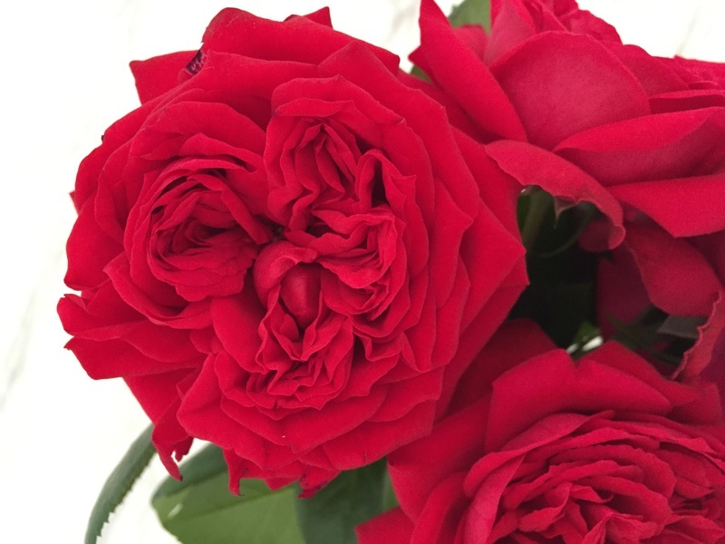 'Red Eden ™' rose photo