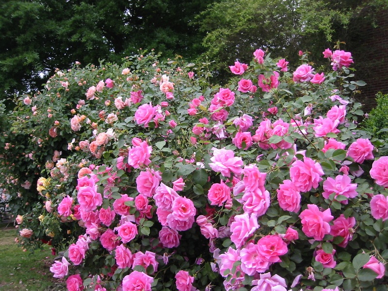 'Long Ago Roses'  photo
