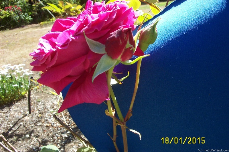 'Argosy' rose photo