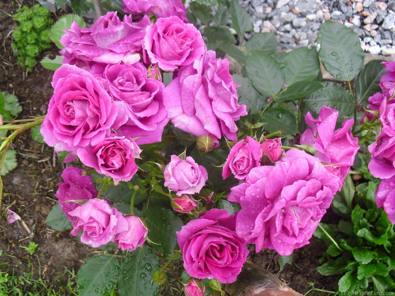 'Kolo™' rose photo