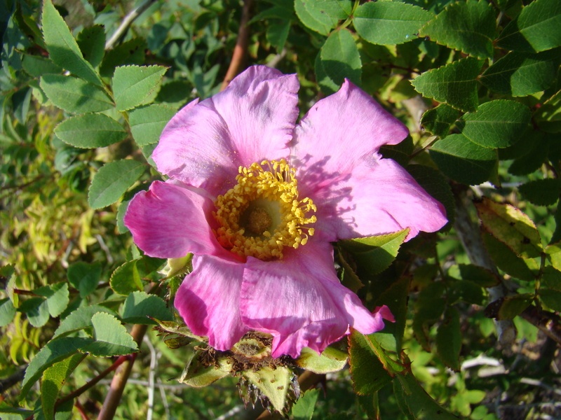 'Rosa roxburghii 'Lampion'' rose photo