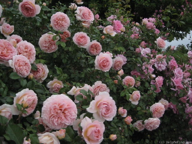 Целеб роза фото и описание